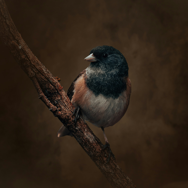 Wedding Portfolio Image 5